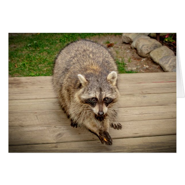 Raccoon con chip (Anverso (Horizontal))