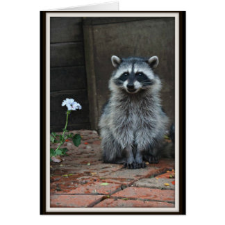 Raccoon con flor blanca