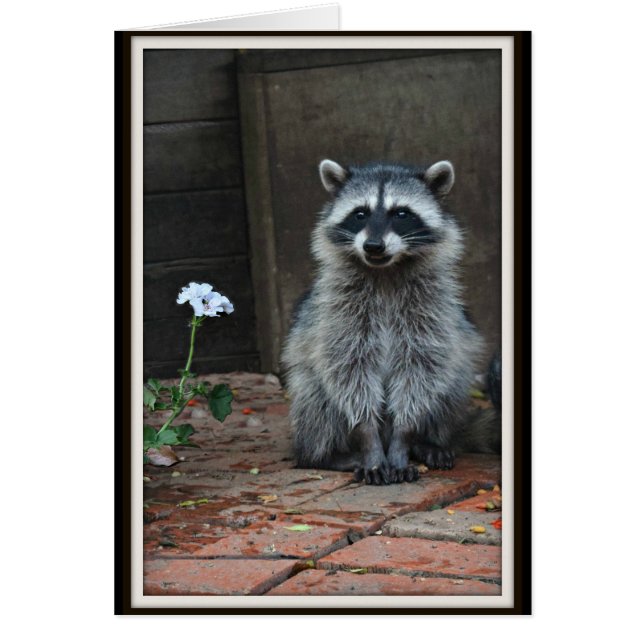 Raccoon con flor blanca (Frente)