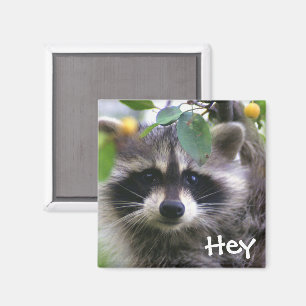 Raccoon en el imán del árbol de crabapple