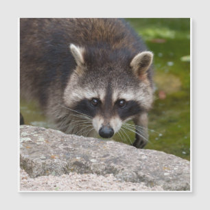 Raccoon hace contacto directo con los ojos