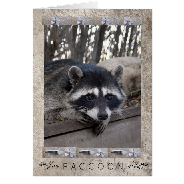 Raccoon Portrait (Frente)