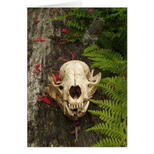 Raccoon Skull Old Log Ferns Red Bee Balm Petales