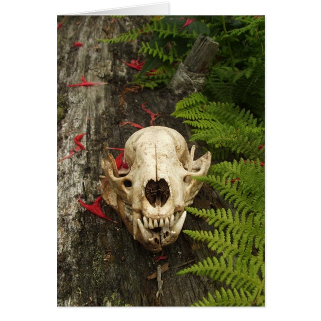 Raccoon Skull Old Log Ferns Red Bee Balm Petales (Frente)