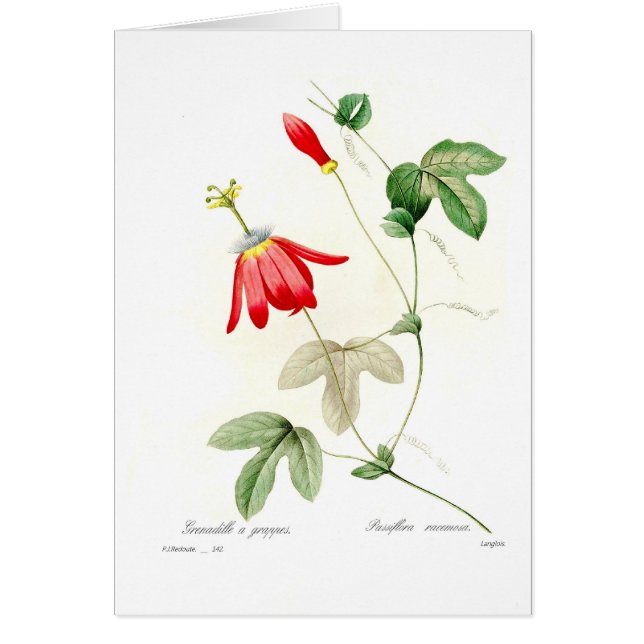 Racemosa de la pasionaria (Frente)