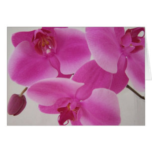 Racimo rosado de la orquídea