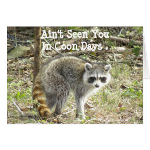 Racoon