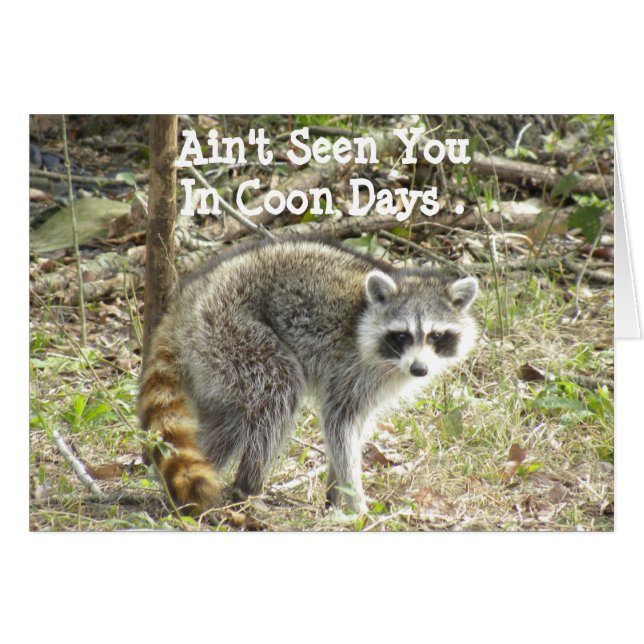 Racoon (Anverso (Horizontal))