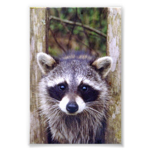 Racoon de fotos 4x6