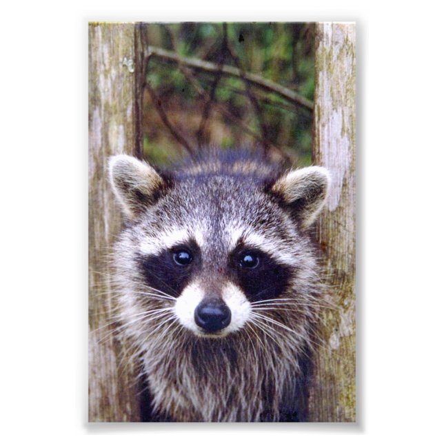 Racoon de fotos 4x6 (Frente)