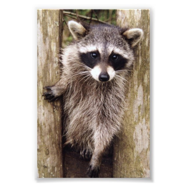 Racoon de fotos 6x4 (Frente)