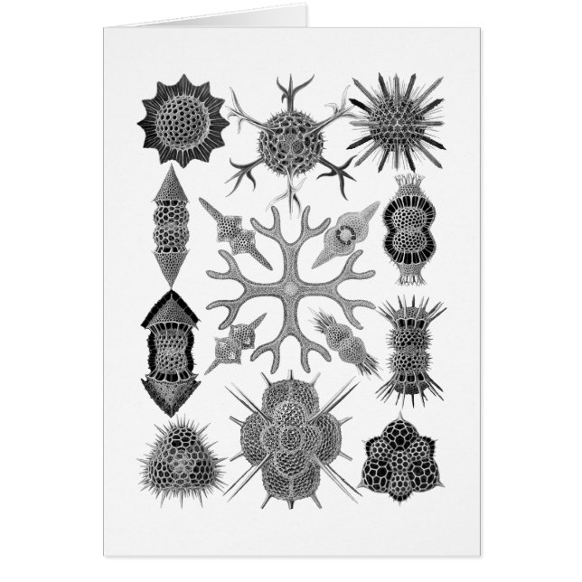 Radiolarians - protozoarios ameboides (Frente)