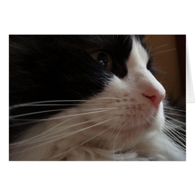 Ragdoll (Anverso (Horizontal))