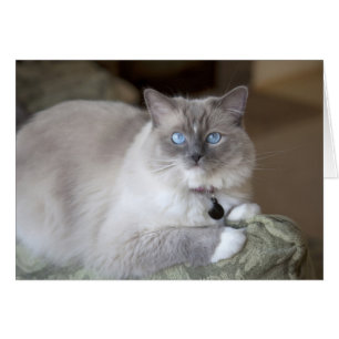 Ragdoll Cat