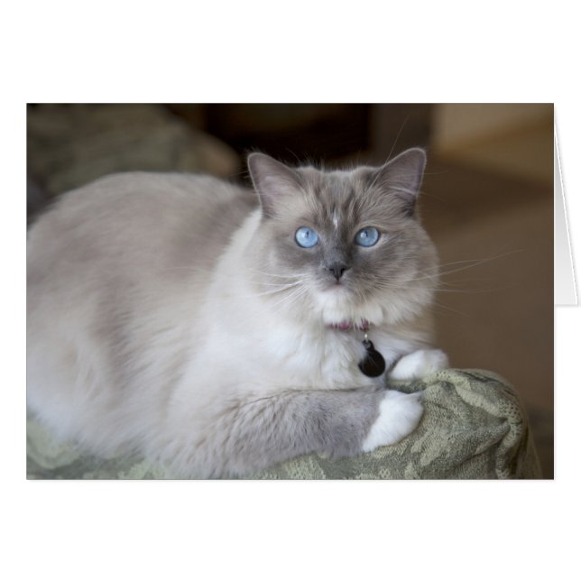 Ragdoll Cat (Anverso (Horizontal))
