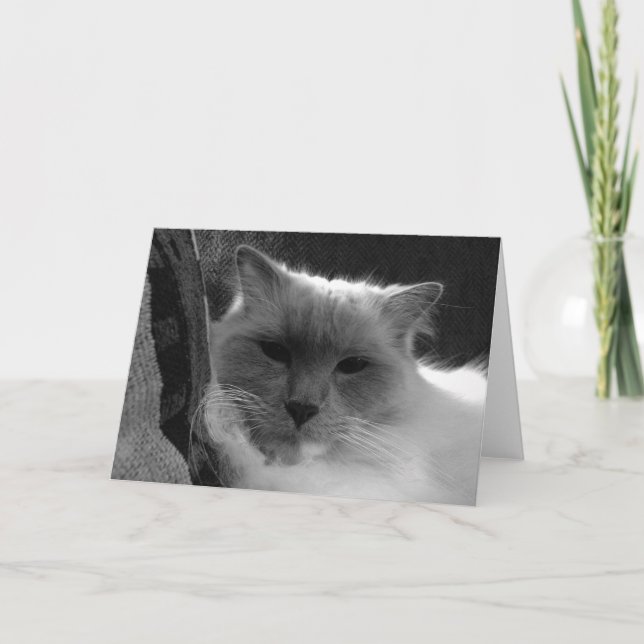 Ragdoll Cat - noir, tarjeta (Anverso)