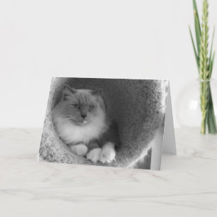 Ragdoll Cat - noir, tarjeta