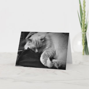 Ragdoll Cat / Noir, tarjeta