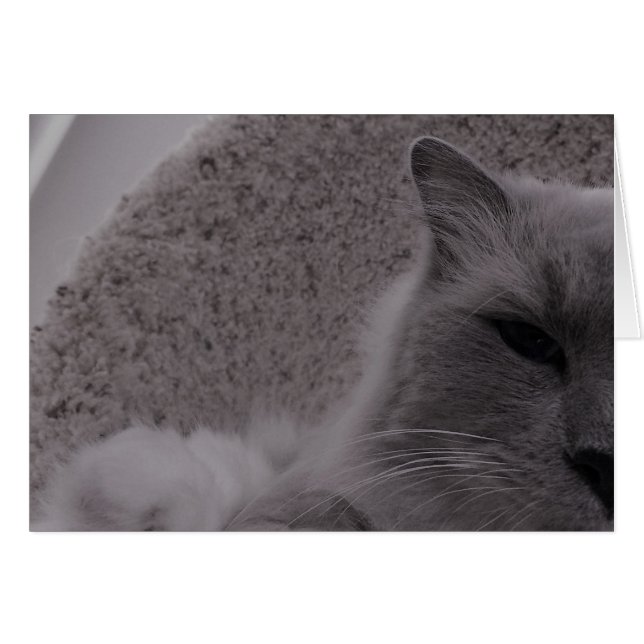 Ragdoll Cat / Noir, tarjeta (Anverso (Horizontal))