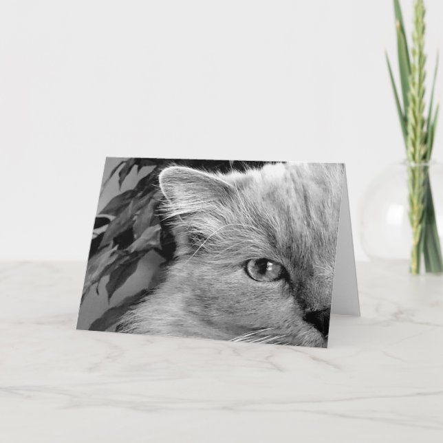 Ragdoll Cat, tarjeta (Anverso)