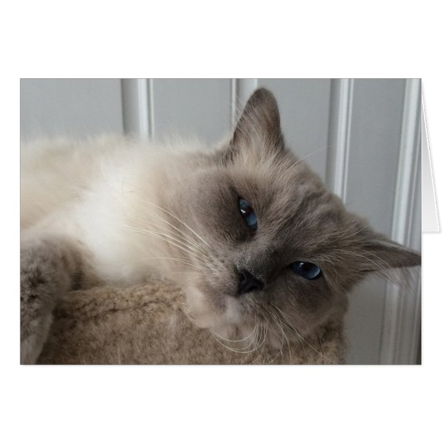 Ragdoll Cat, tarjeta (Anverso (Horizontal))