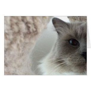 Ragdoll Cat, tarjeta