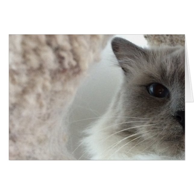 Ragdoll Cat, tarjeta (Anverso (Horizontal))