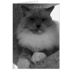 Ragdoll Cat, tarjeta