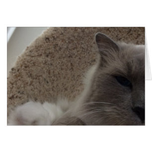 Ragdoll Cat, tarjeta