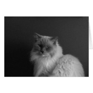 Ragdoll Cat, tarjeta