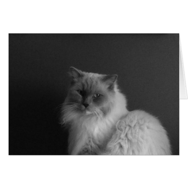 Ragdoll Cat, tarjeta (Anverso (Horizontal))