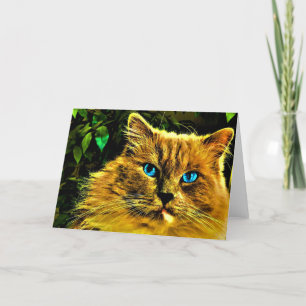 Ragdoll Cat, tarjeta