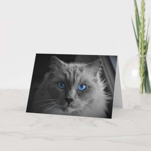 Ragdoll Cat, tarjeta (Anverso)