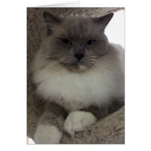 Ragdoll Cat, tarjeta