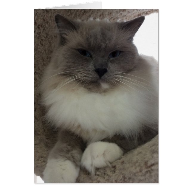Ragdoll Cat, tarjeta (Frente)