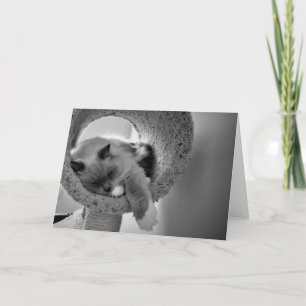 Ragdoll Cat, tarjeta