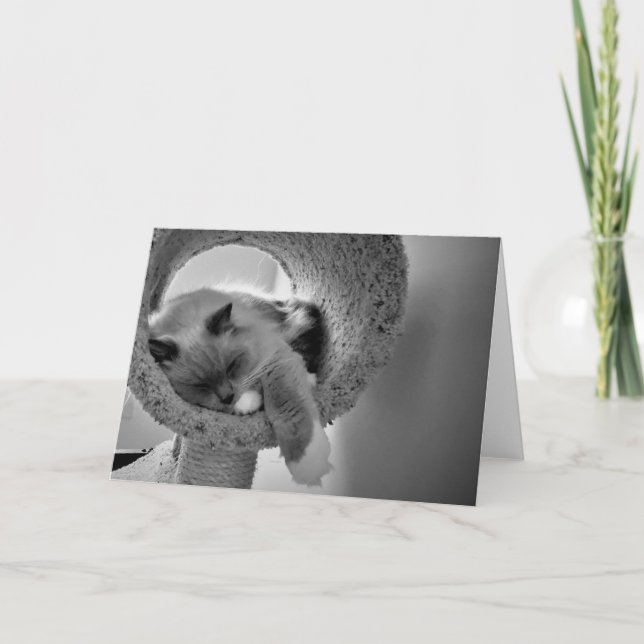 Ragdoll Cat, tarjeta (Anverso)