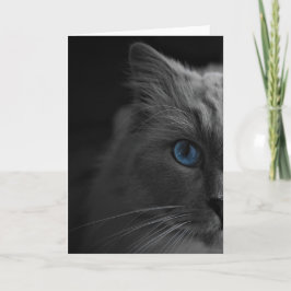 Ragdoll Cat, tarjeta