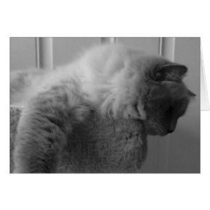 Ragdoll Cat, tarjeta