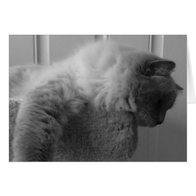 Ragdoll Cat, tarjeta (Anverso (Horizontal))