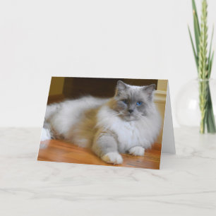 Ragdoll Cat, tarjeta