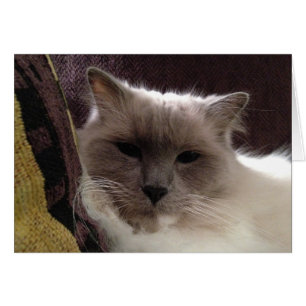 Ragdoll Cat, tarjeta