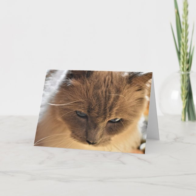 Ragdoll Cat, tarjeta (Anverso)