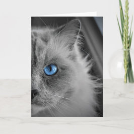 Ragdoll Cat, tarjeta