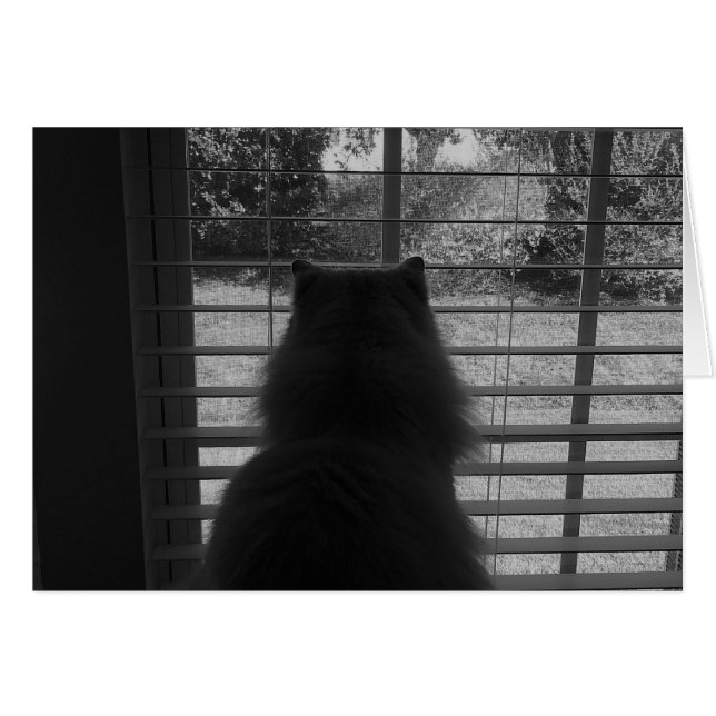 Ragdoll Cat Watching / Noir (Anverso (Horizontal))