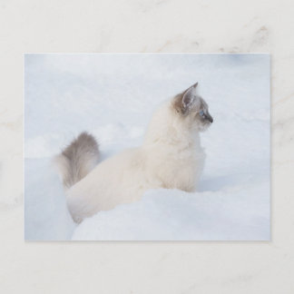Ragdoll en nevada postal