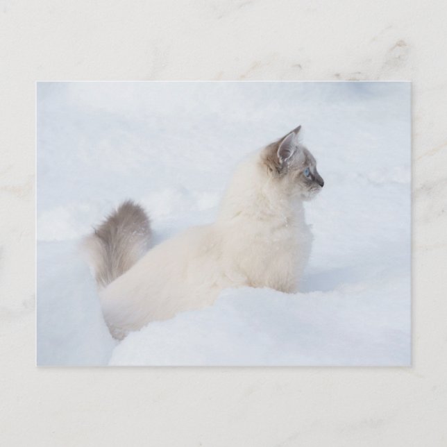 Ragdoll en nevada postal (Anverso)