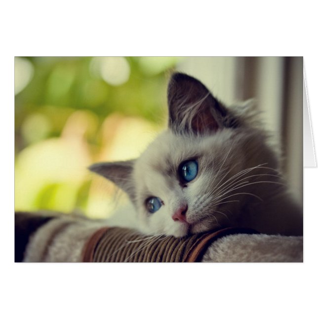 Ragdoll Kitten (Anverso (Horizontal))