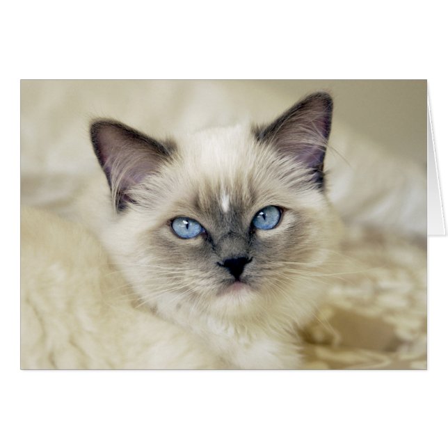 Ragdoll kitten (Anverso (Horizontal))