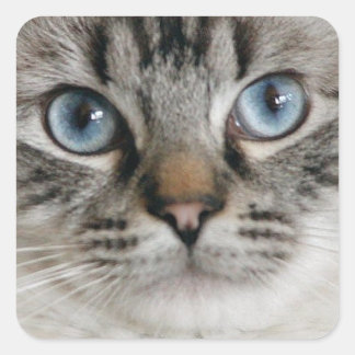 Ragdoll Kitten Pegatina